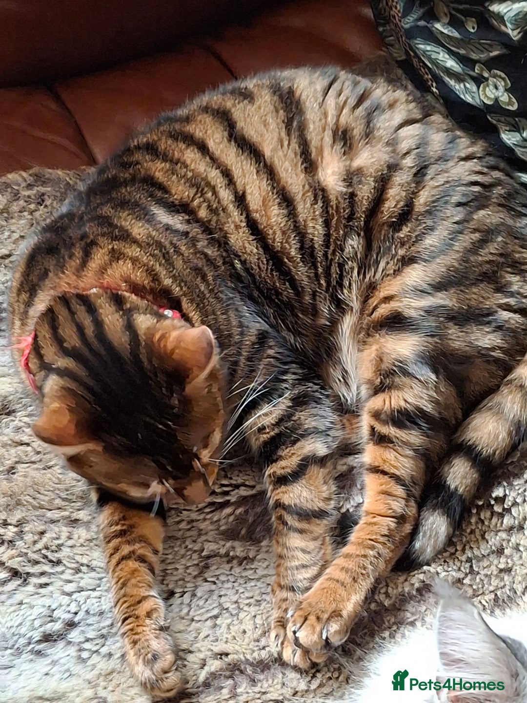 Toyger cats for sale: Toyger  - Advert 1