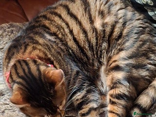 Toyger cats for sale: Toyger - Advert 1