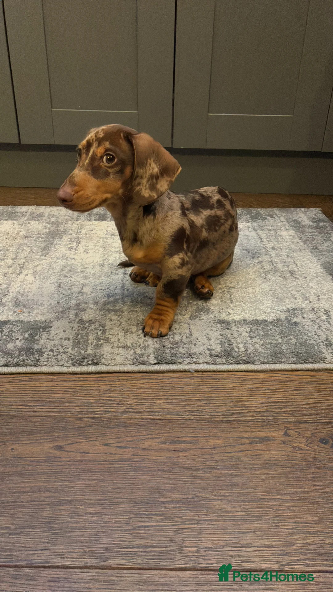 Miniature Dachshund dogs for sale: Mini Dachshund - 6 months old - Advert 1
