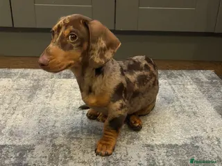Miniature Dachshund dogs Mini Dachshund - 6 months old - Advert 16