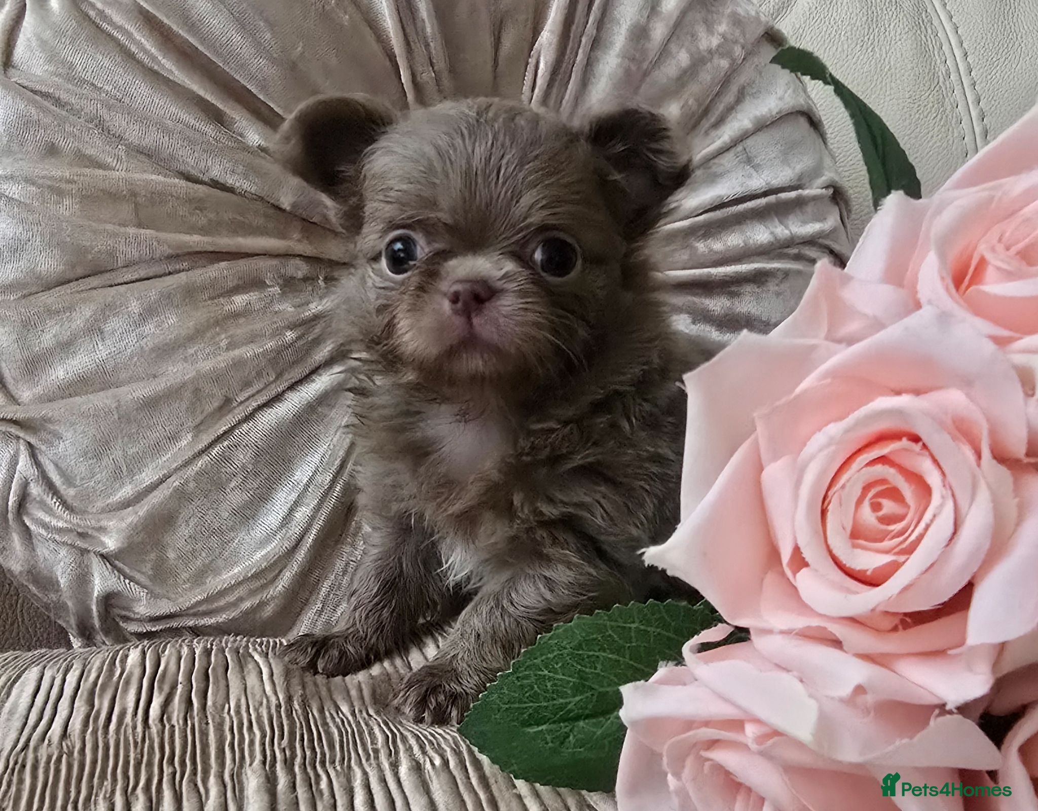 Chihuahua dogs Xx stunning kc chihuahua longcoat puppies Xx - Advert 1