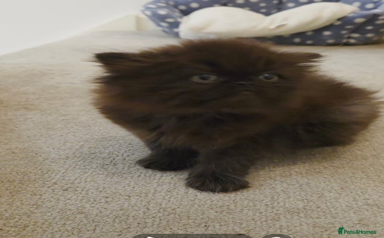 Persian cats - Advert 13