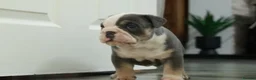 Old Tyme Bulldog dogs for sale: Old tyme bulldog puppies  in Hartlepool - Advert 2