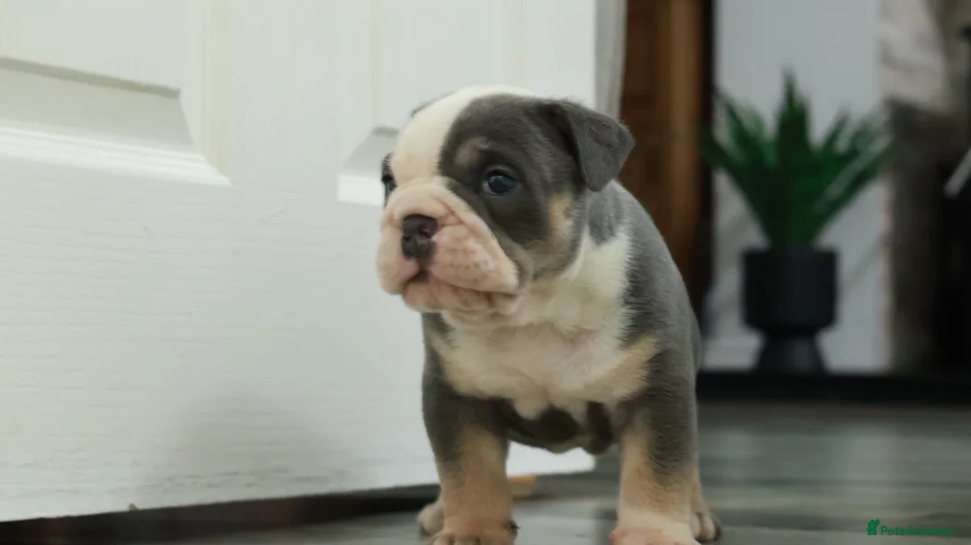 Old Tyme Bulldog dogs for sale: Old tyme bulldog puppies  in Hartlepool - Advert 2