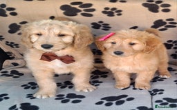 Goldendoodle dogs for sale: Gorgeous standard goldendoodle pups. - Image 5
