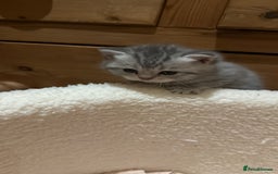 British Longhair cats for sale: Scottish Straights Longhair and Shorthair - Image 15