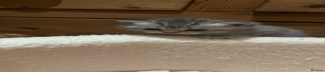 Scottish Straight Shorthair Kitten 5