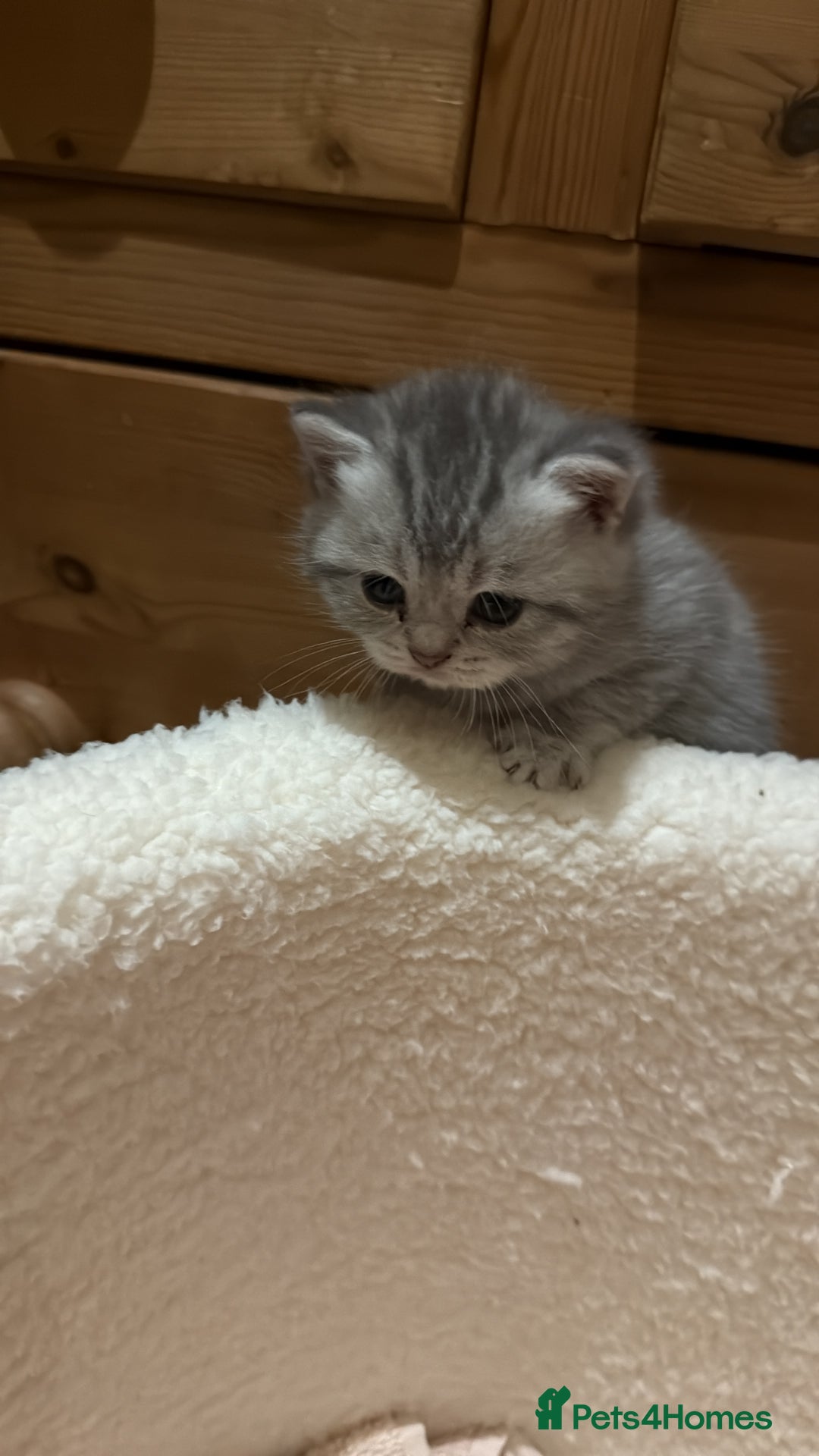 British Longhair cats for sale: Scottish Straights Longhair and Shorthair - Image 15