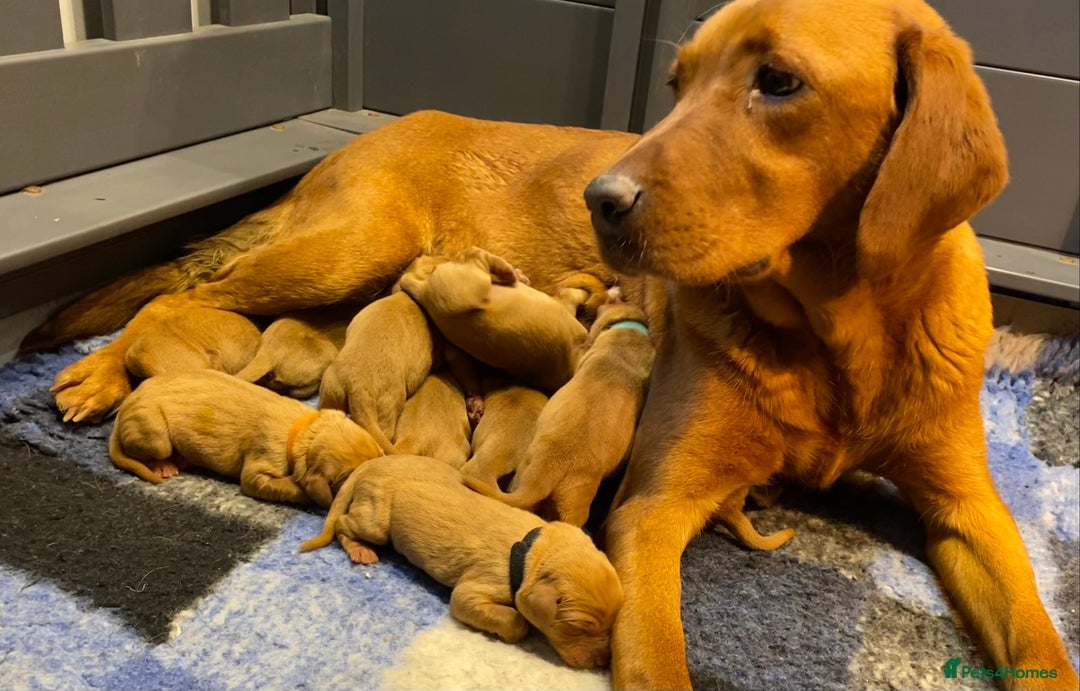 Labrador Retriever dogs for sale: QUALITY LITTER OF DARK FOX RED LABRADOR PUPPIES - Advert 1