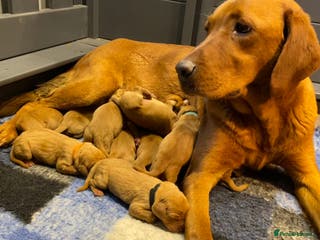 Labrador Retriever dogs QUALITY LITTER OF DARK FOX RED LABRADOR PUPPIES - Advert 12