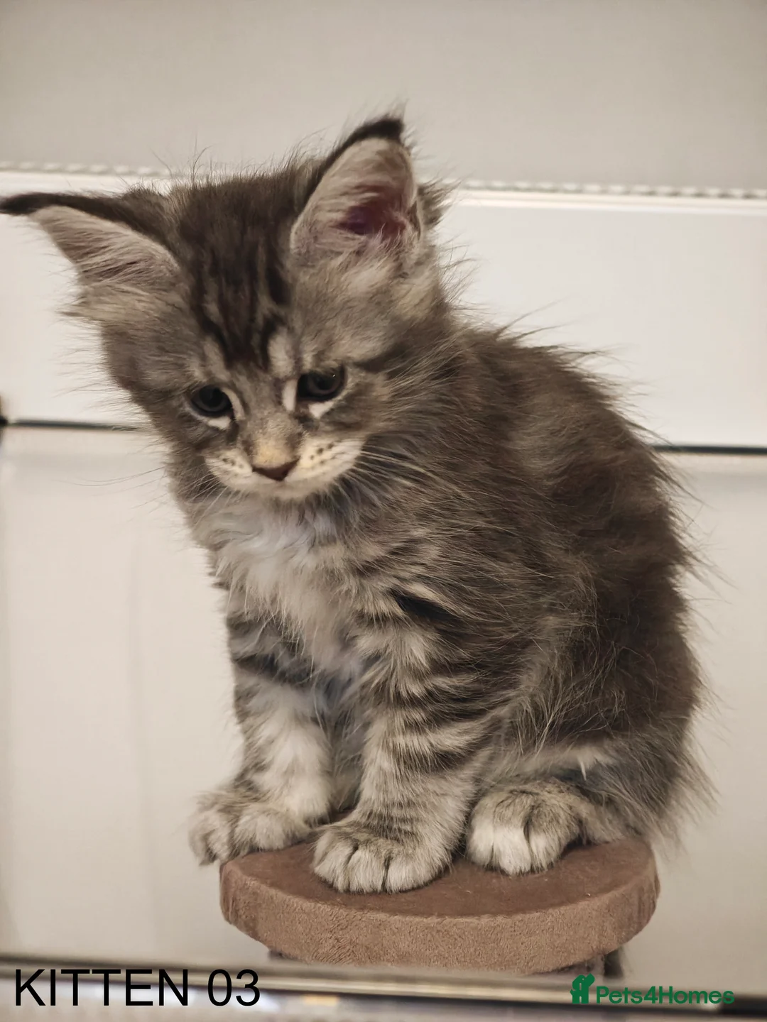 Maine Coon cats for sale: PURE BREED MAINE COON KITTENS READY EARLY MARCH - Advert 19