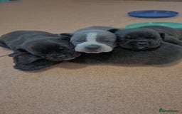 Mixed Breed dogs for sale: Puppies - Image 1
