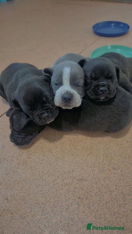 Mixed Breed dogs - Advert 1