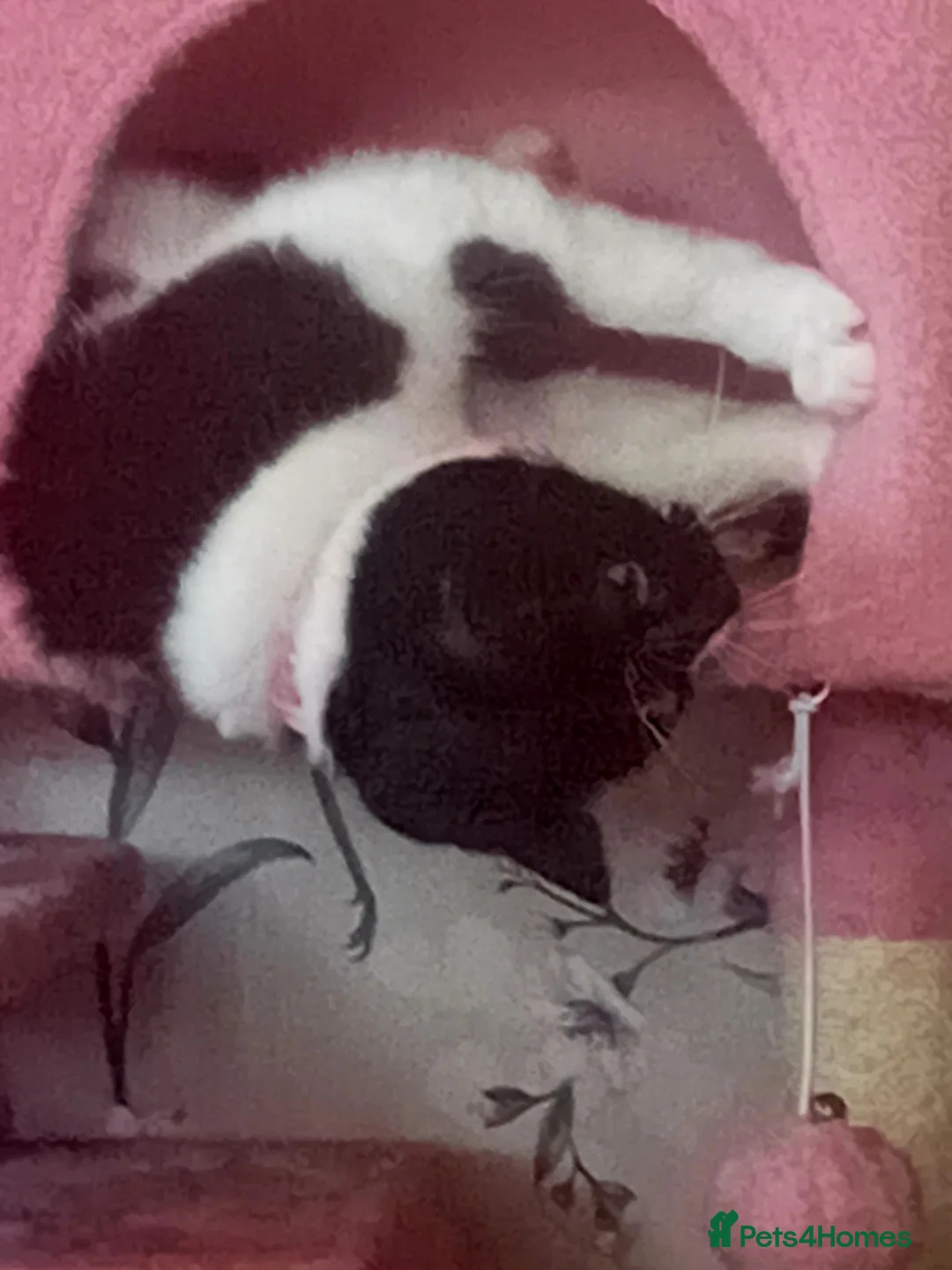 Mixed Breed cats for adoption: Beautiful Girl Looking for Her Forever Home - Advert 2