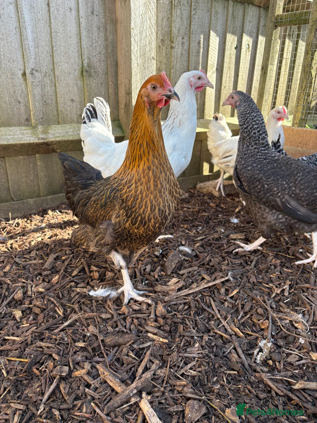 Chickens poultry for sale: Point Of Lay Hens - multiple breeds available  - Advert 2