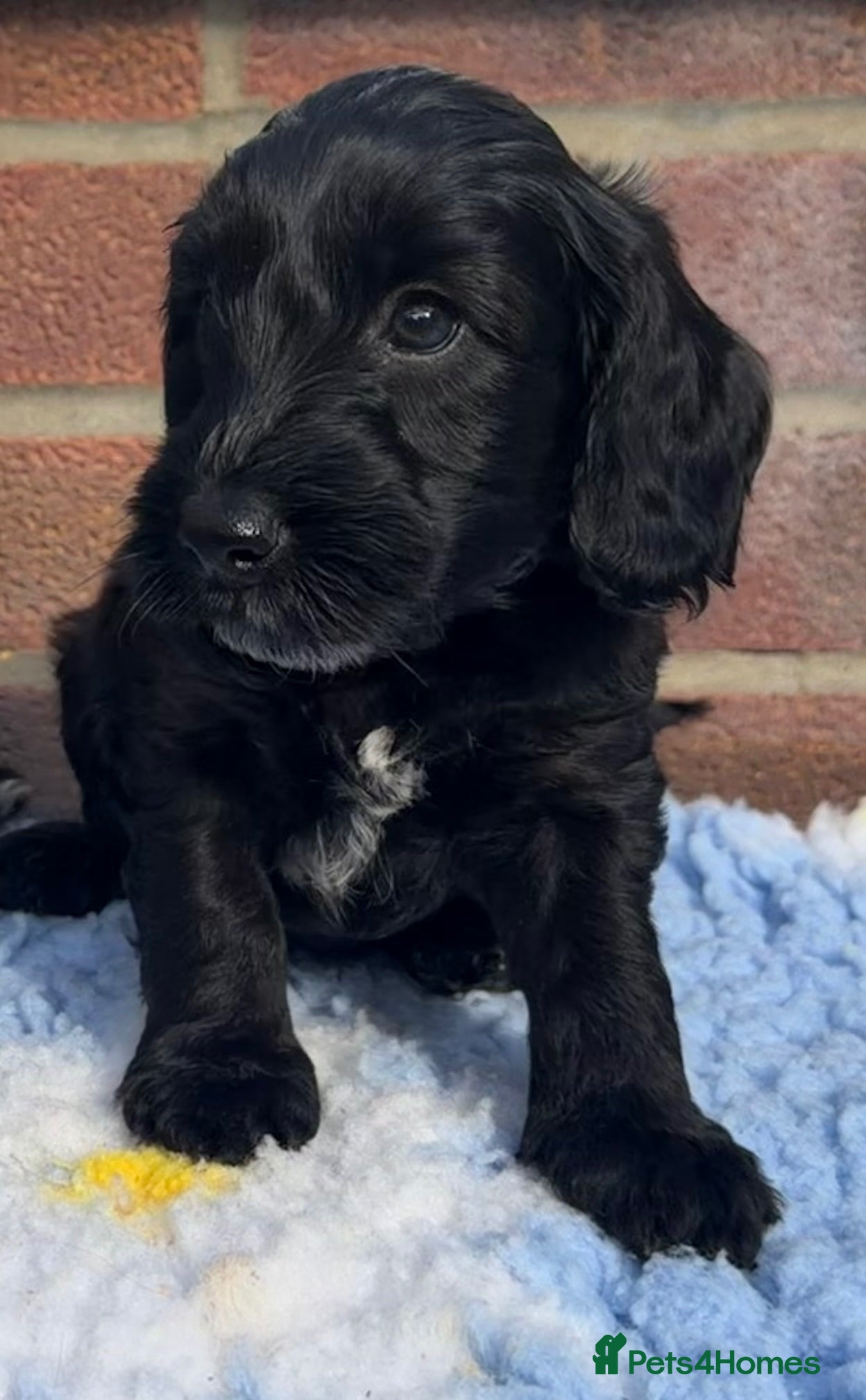 Cockapoo dogs ⭐️ F1 Cockapoo Health Tested - Last 2 puppies  ⭐️ - Advert 2