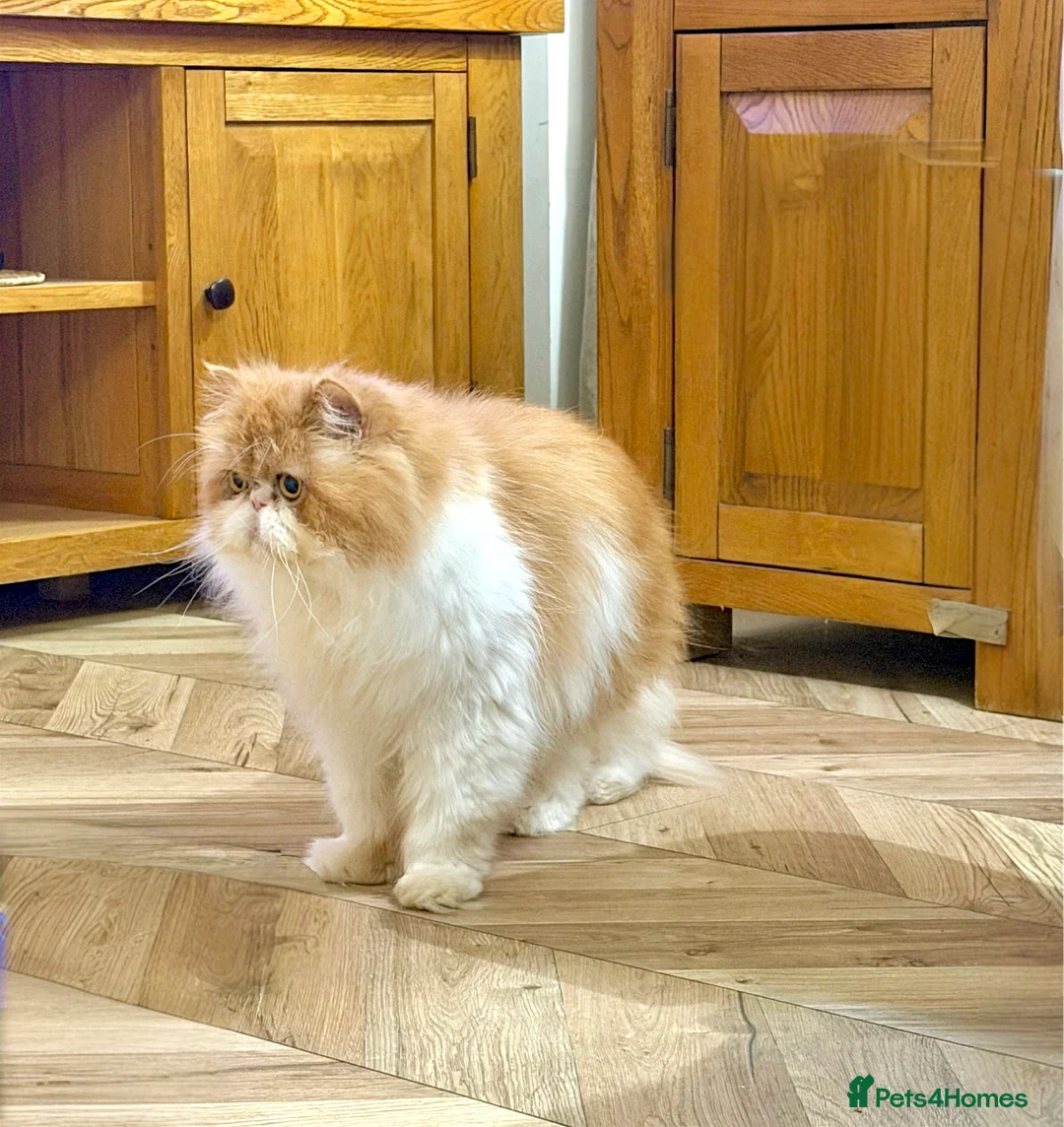 Persian cats for sale: Beautiful long hair bicolour white/red Persian boy - Advert 8