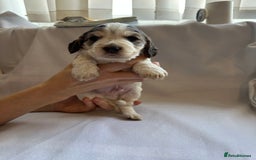 Cocker Spaniel dogs for sale: Cocker spaniel pups - Image 15