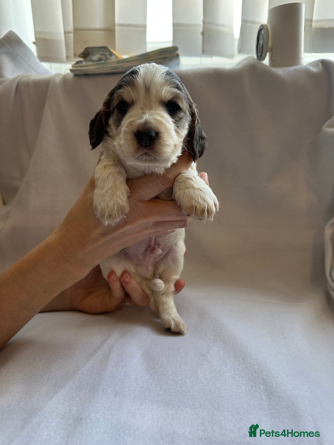 Cocker Spaniel dogs for sale: Cocker spaniel pups - Image 15