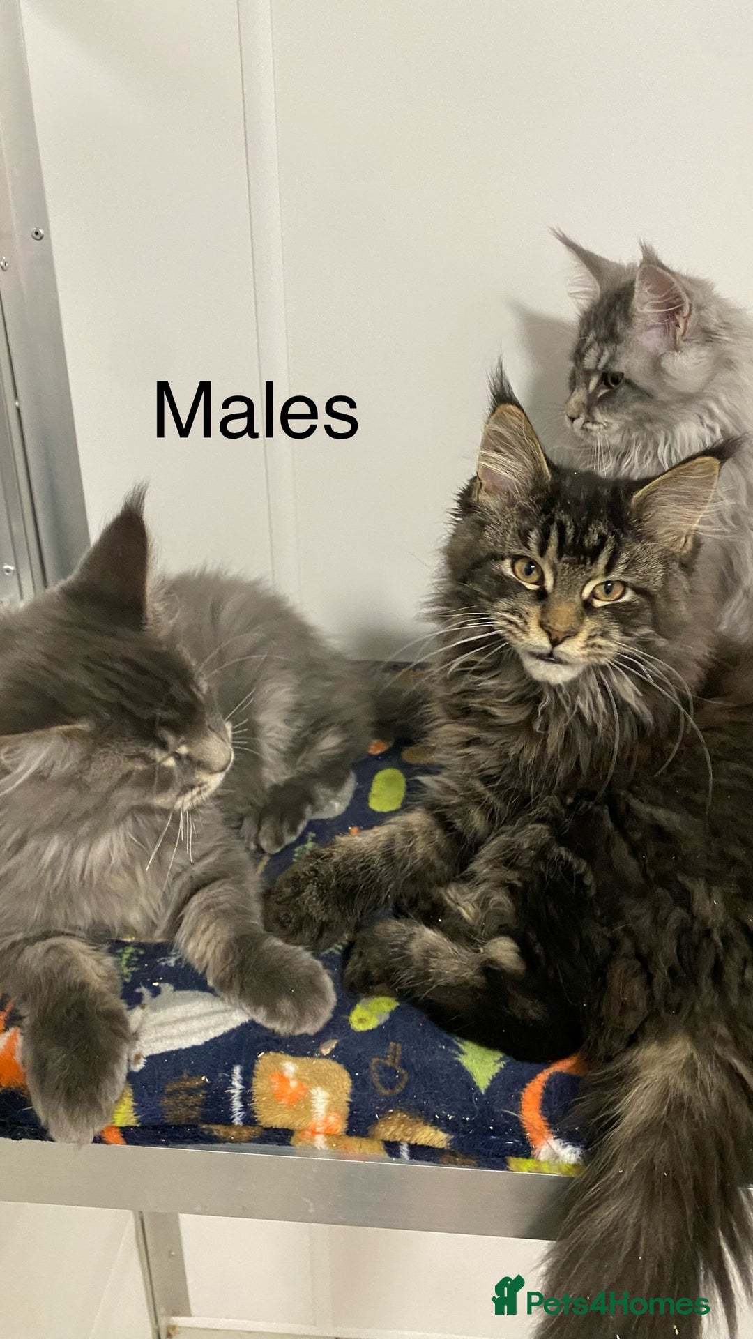 Maine Coon cats for sale: Pedigree Maine Coons - Advert 2