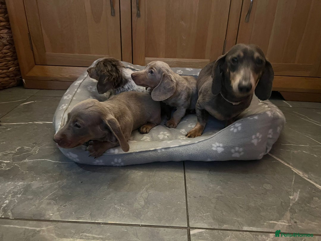 Miniature Dachshund dogs for sale: MINIATURE DACHSHUNDS  - Advert 14
