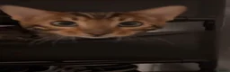Bengal cats for sale: Beautiful bengal  in Manchester - Advert 4