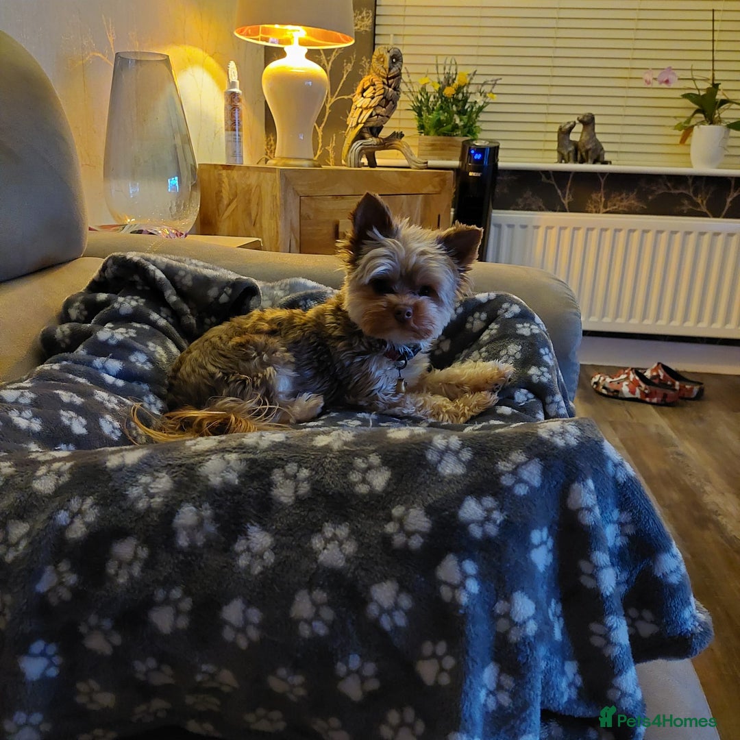 Yorkshire Terrier dogs for sale: Male yorkie pup - Advert 6