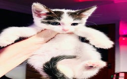 Mixed Breed cats for sale: Beautiful kitten ready to go to new home - Image 5