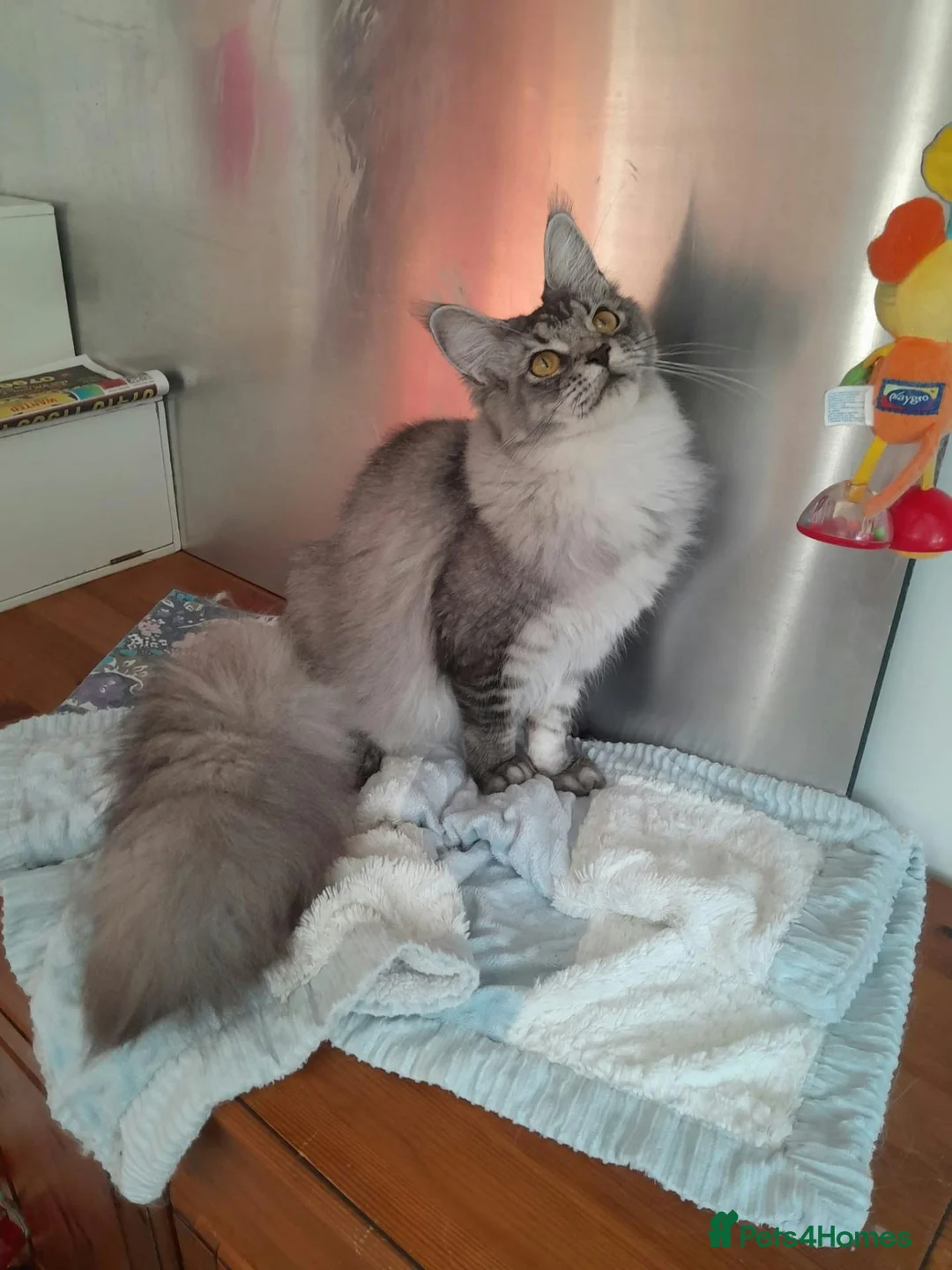 Maine Coon cats for sale: black silver ticked ns 25 polydactyl girl - Advert 1