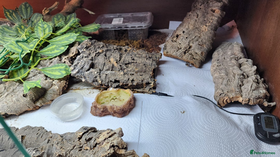 Leopard Gecko reptiles for sale: Handsome male Leopard Gecko. - Advert 7