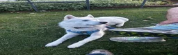 Siberian Husky dogs for sale: Siberian husky  in Blackburn - Advert 1