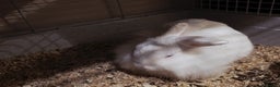 Lionhead rabbits for sale: Lionhead forsale - Advert 6