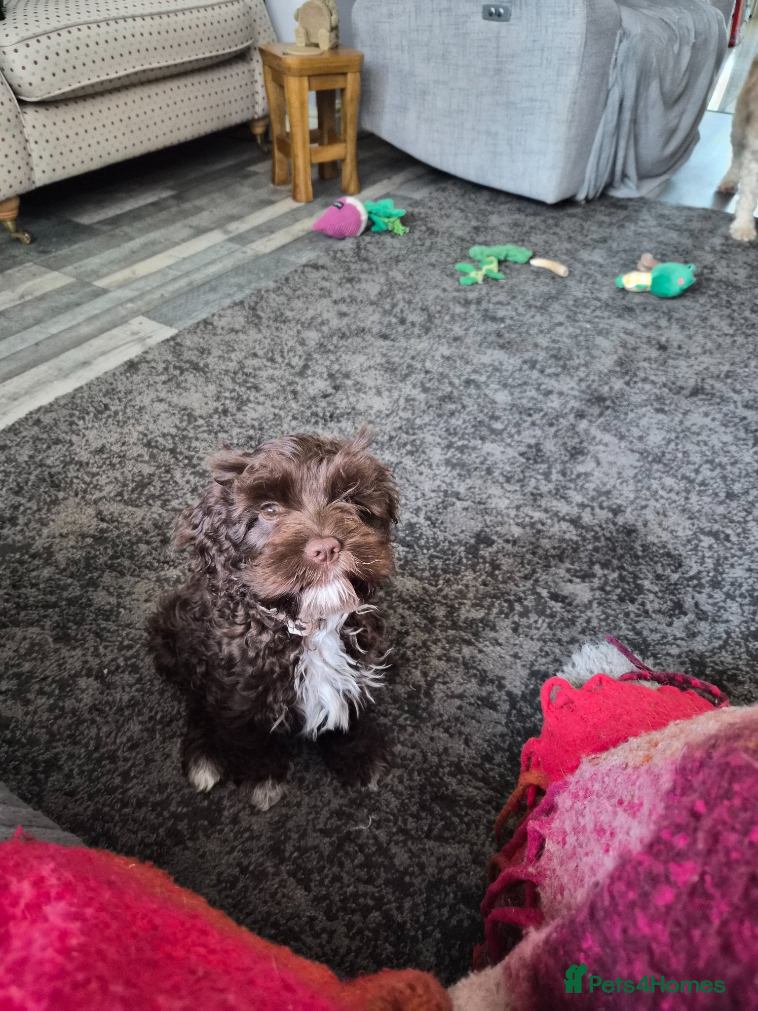 Cavapoo dogs Small chocolate cavapoo female puppy - Advert 4