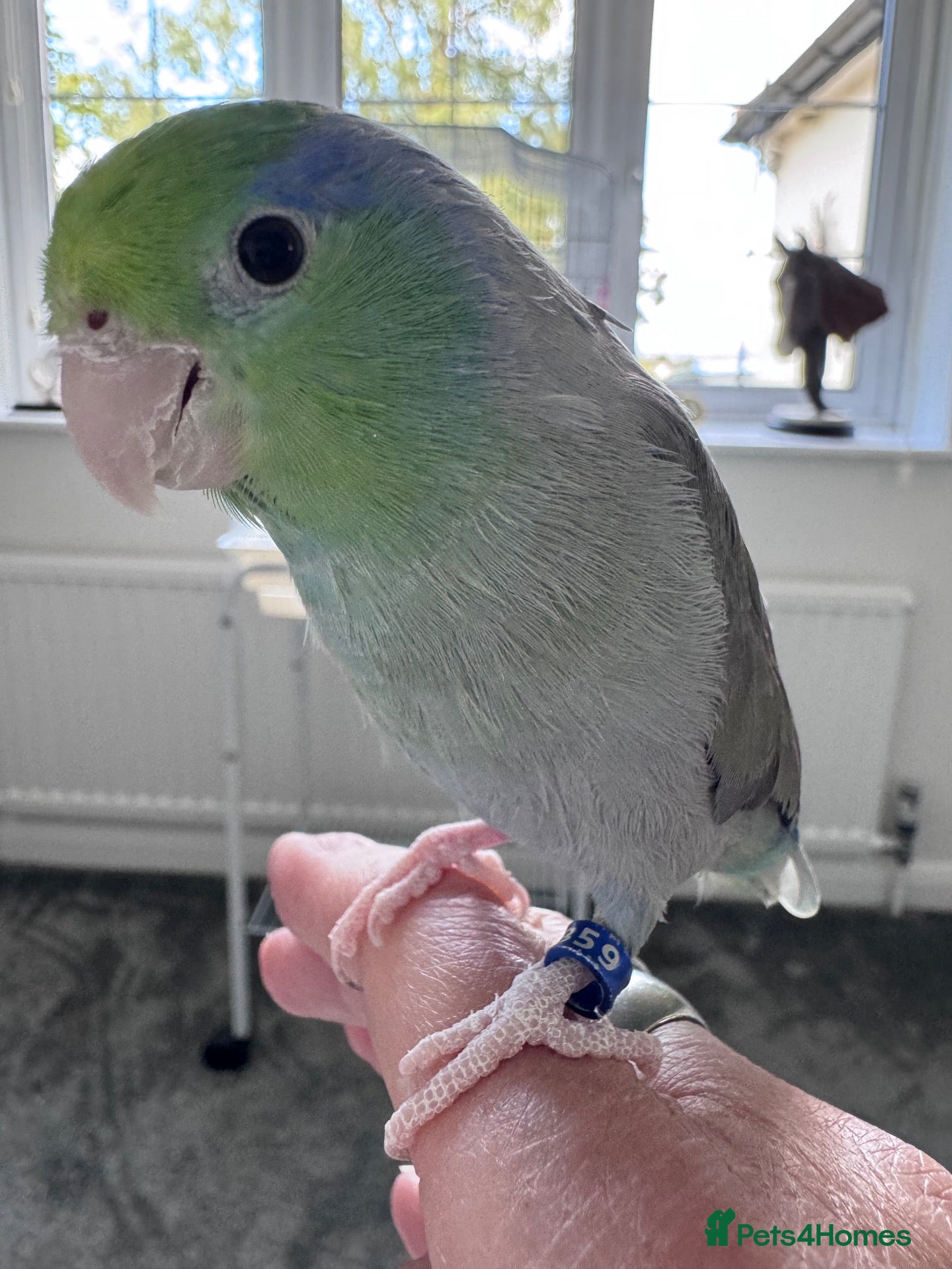 Budgerigars birds Beautiful Tame Male Parrotlet - Advert 6