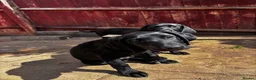 Labrador Retriever dogs for sale: Labrador retriever puppies - Advert 4