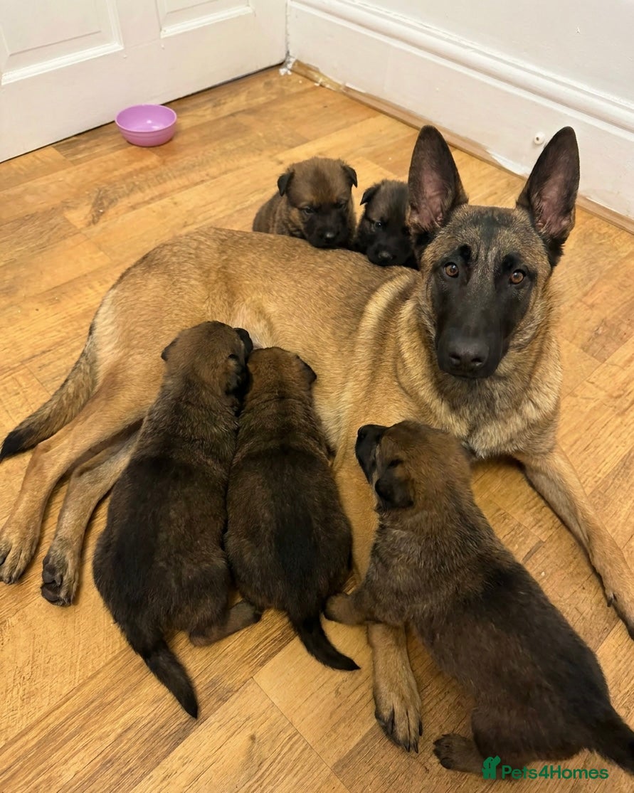 Mixed Breed dogs Loving Puppies Ready to Leave Soon - Advert 5