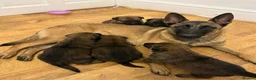 Mixed Breed dogs for sale: Loving Puppies Ready to Leave Soon in Stoke-on-Trent - Advert 1