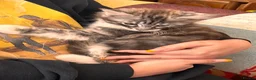 Maine Coon cats for sale: Maine Coon Kittens  - Advert 6