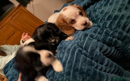 Cockalier dogs for sale: Beautiful little boys  - Image 8