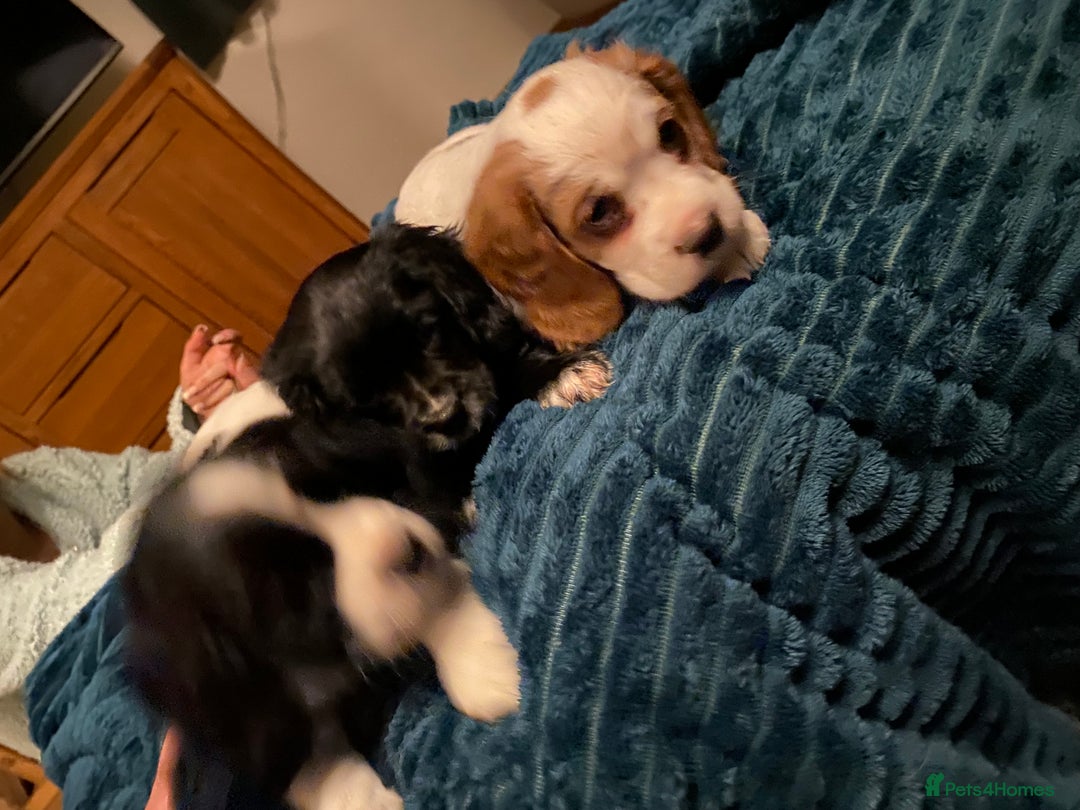 Cockalier dogs for sale: Beautiful little boys  - Image 8