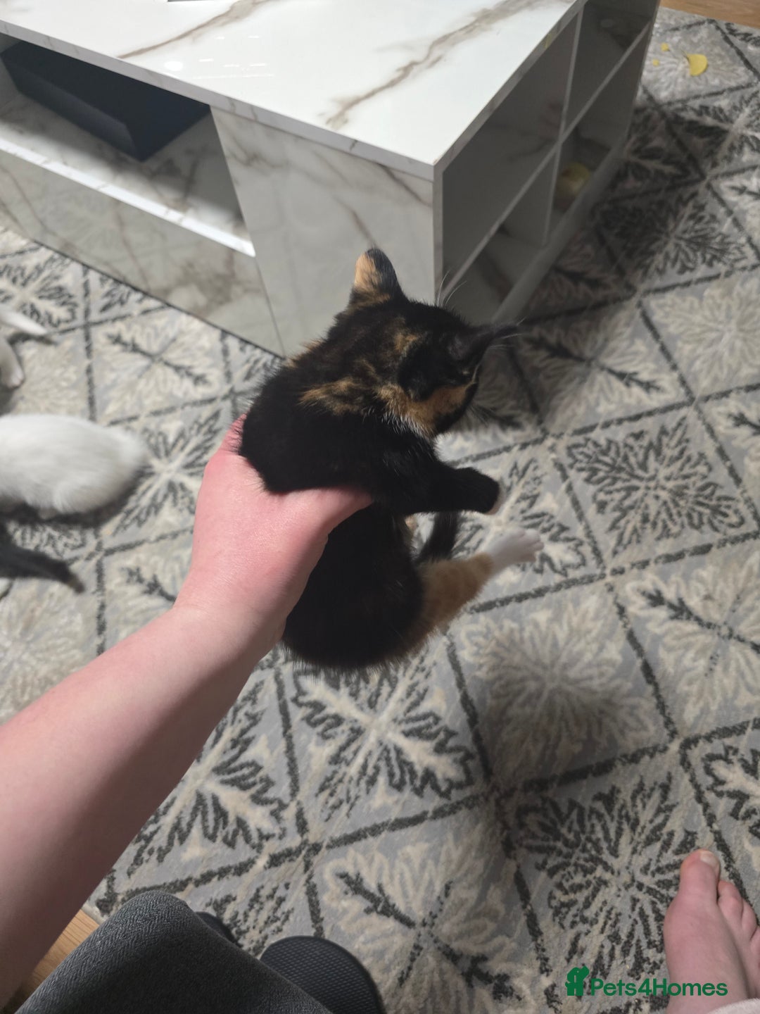 Mixed Breed cats for sale: 2 white kittens and 1 3-coloured for sale - Advert 14