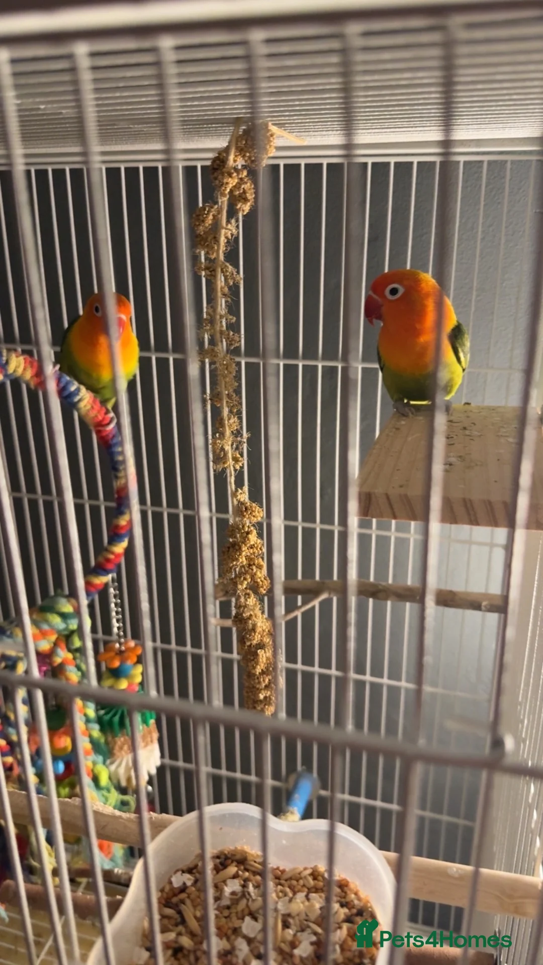 Lovebirds birds for sale: Love birds male&female  - Advert 2