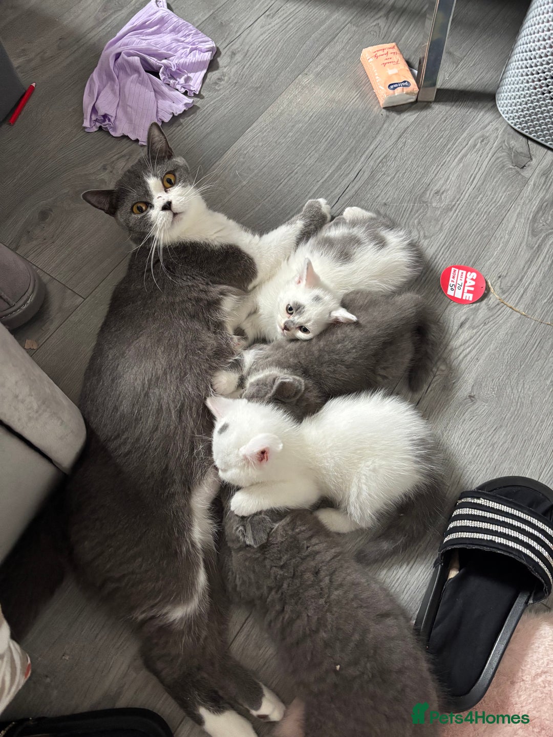 British Shorthair cats for sale: Last 2 boys!!  - Image 12