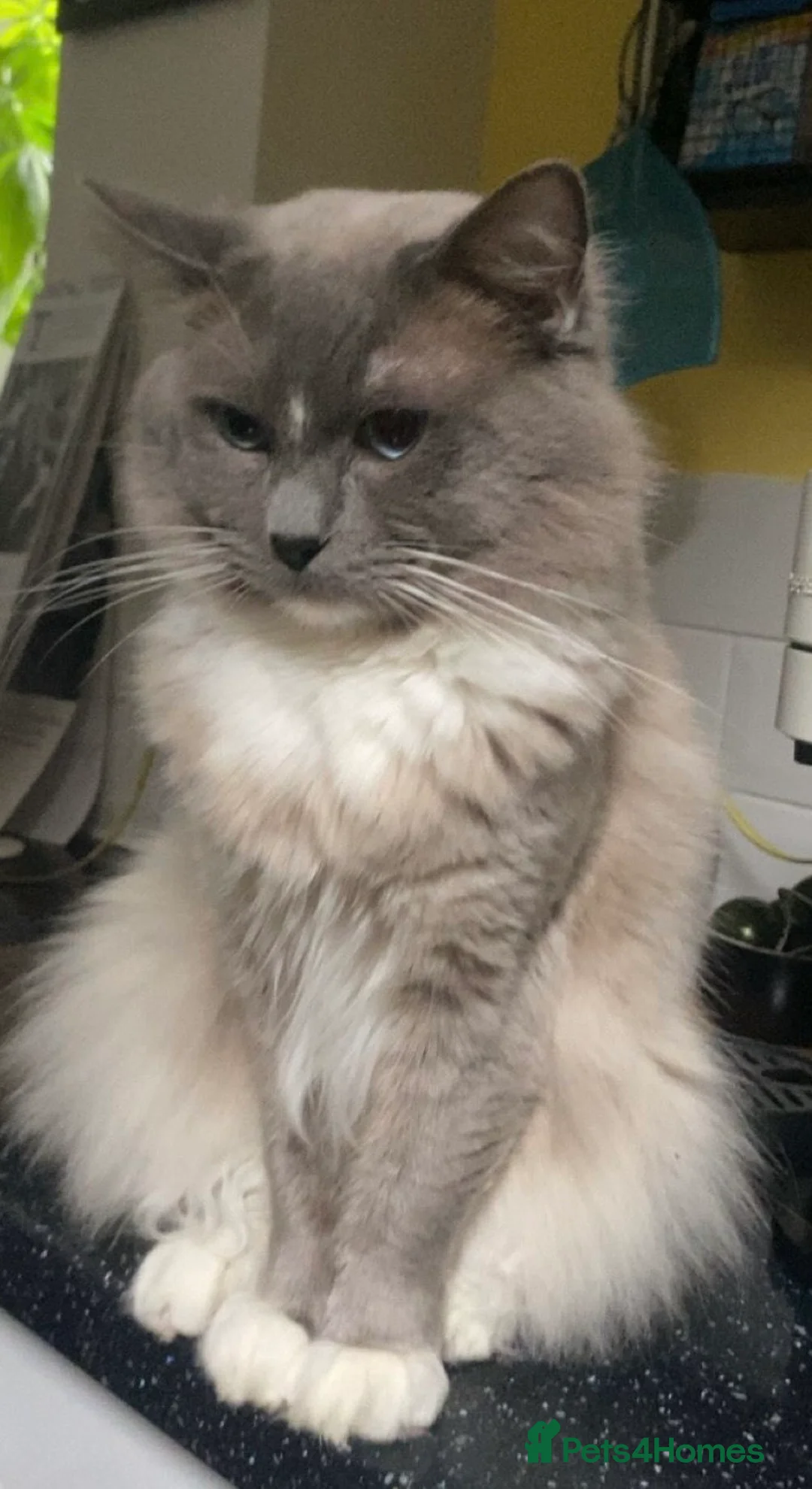 Ragdoll cats for stud: GCCF Reg. Blue point mitted Ragdoll Stud - JEEVES - Advert 2