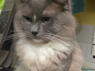 Ragdoll cats GCCF Reg. Blue point mitted Ragdoll Stud - JEEVES - Advert 6