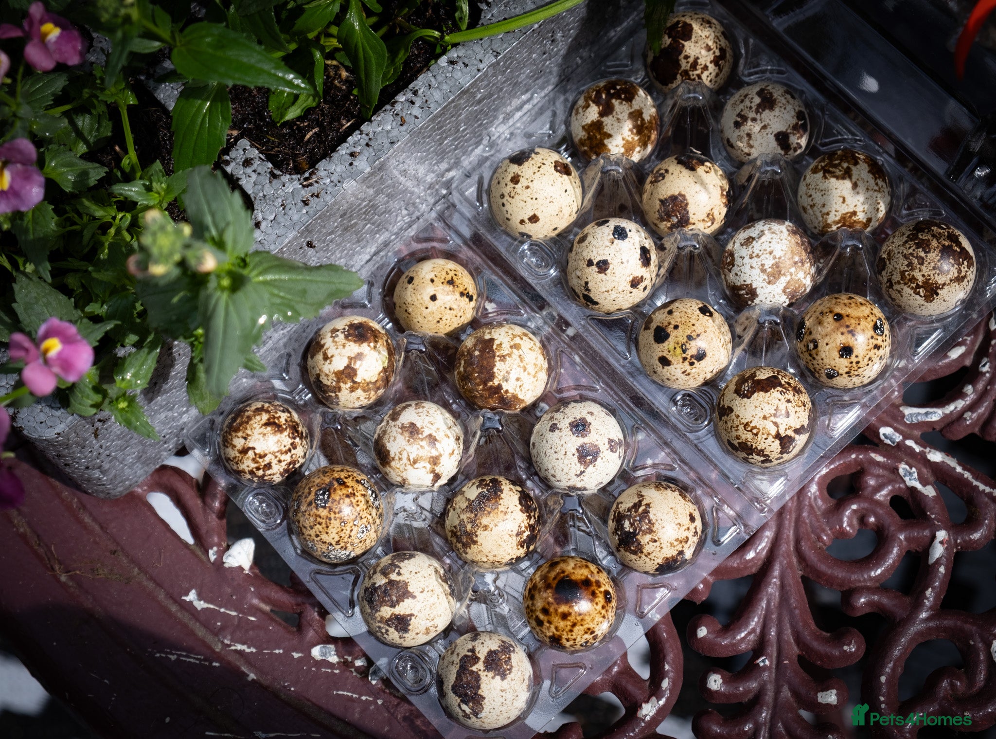 Quail poultry Coturnix Quail Mixed Colour Hatching Eggs - Advert 3