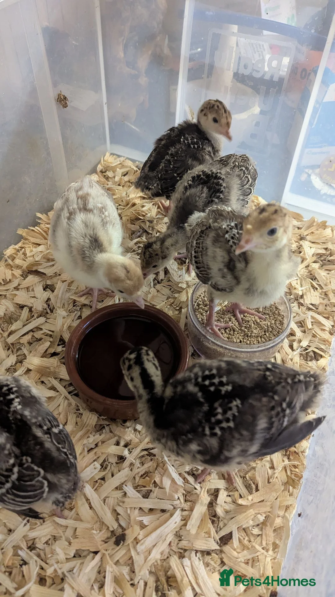Turkeys poultry for sale: Unsexed Norfolk Bronze Turkey Poults  - Advert 2