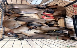 Belgian Shepherd Dog dogs for sale: Belgian malinois puppies  - Image 1