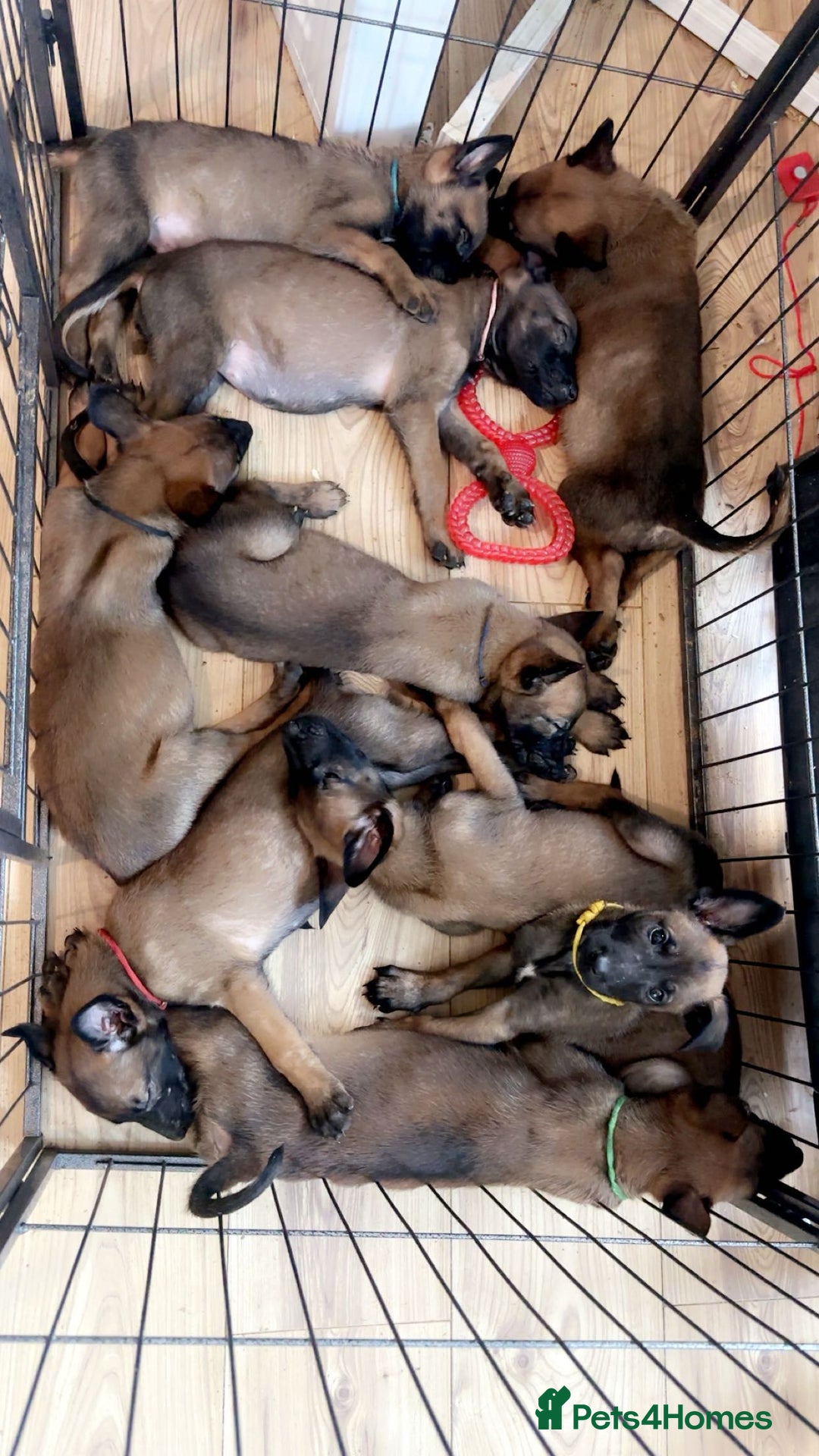 Belgian Shepherd Dog dogs for sale: Belgian malinois puppies  - Image 1