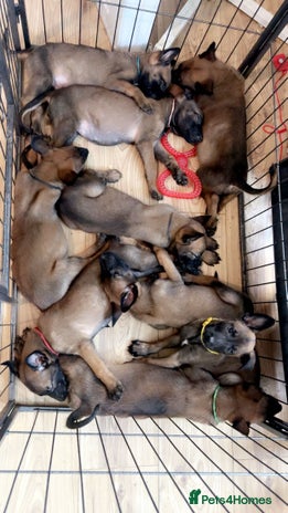 Belgian Shepherd Dog dogs - Advert 15